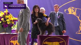 Pyrenean Shepherds  Breed Judging 2024 [upl. by Eceeryt]