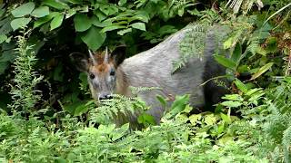 Japanese Serow Marking the Territory ニホンカモシカが急斜面の山林で眼下腺マーキング [upl. by Mozza]