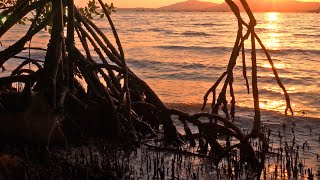 OCBC Mangrove Park  Coastal Protection [upl. by Howland]