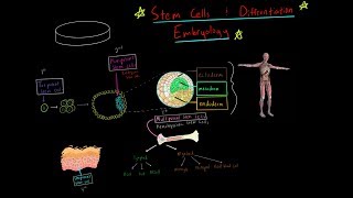 MCAT Stem Cells Totipotent Pluripotent multipotent and Embryology blastulation gastrulation [upl. by Ecilef660]