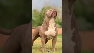 Pitbull vs Bull🐂🐂 who Will👻 win pitbulldogloverdogownerbreedbreedyoutubeshort🐕🦮🐕‍🦺🐕 [upl. by Nessi]