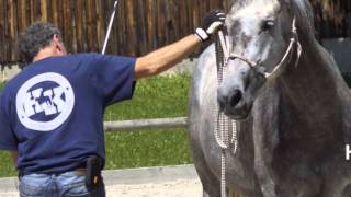 Natural Horsemanship  erste Schritte in der Bodenarbeit [upl. by Elumas336]