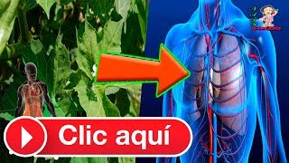 Chaya Sus beneficios propiedades medicinales y precauciones [upl. by Roye]