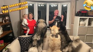 When Giant Dogs Realise Their Grandmas In The House Hidden Camera [upl. by Lednar520]