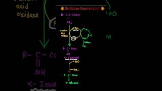 Oxidative Deamination of Amino acids shortsdoctor biochemistry neet pw proteinmetabolism [upl. by Ahsirtal306]