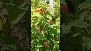 beautiful Lantana plant flowers nature shorts viral [upl. by Elli]