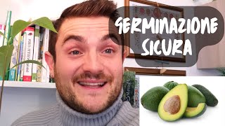 COME PIANTARE IL SEME DI AVOCADO  METODO INFALLIBILE [upl. by Normandy]