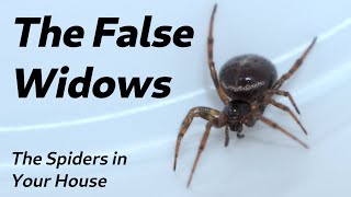 The Spiders in Your House  The False Widows [upl. by Elicec]