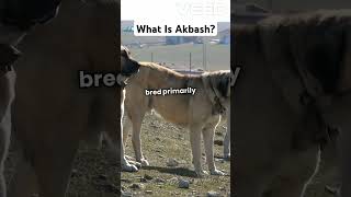 What is Akbashfacts animals wildlife nature [upl. by Wordoow89]