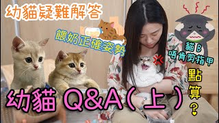 幼貓QampA上！貓B唔肯剪指甲點算好？餵奶正確姿勢！嗆到可以點處理？ ▲貓奴雅軒小分享 中字 [upl. by Lias181]