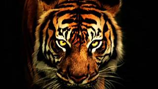 Survivor  Eye Of The Tiger [upl. by Cindra]