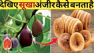 देखिए फैक्ट्री में अंजीर कैसे बनता हैHow to Anjeer Manufacturing Anjeer Dry Fruits Making process [upl. by Acinomal419]