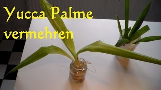 Yucca Palme vermehren  Yucca Palme schneiden  Ableger Steckling Yucca Palme [upl. by Aitetel]