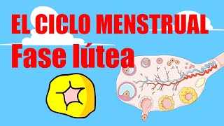 🩸CICLO MENSTRUAL🩸Fase Lútea🩸Fase secretoria🩸MENSTRUACIÓN [upl. by Wally]