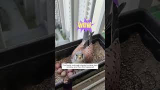 This family nurtured a kestrel outside their window 🪟 and then this happened animals youtubeshort [upl. by Ailegna391]