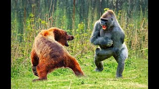 BEAR VS GORILLA WHO WINS [upl. by Valentin]