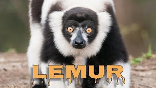 Blackandwhite ruffed lemur call [upl. by Ahsias]