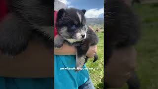 Pomsky Puppies For Sale available designerdogs pomskypuppy cutenessoverload pomsky puppy [upl. by Ailina]