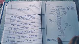 Zoology practical file bsc first year Part 2 [upl. by Ihp]