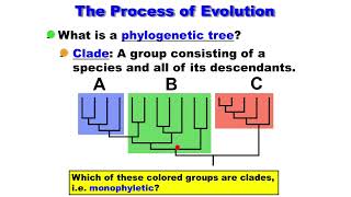 Macroevolution  Phylogenetic Tree  Clade  Monophyletic  Paraphyletic  Polyphyletic [upl. by Htebaile]