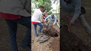 Flandes Gran jornada de limpieza y embellecimiento en el Parque Santander [upl. by Eicats278]