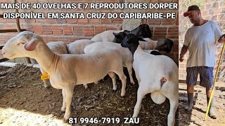 VENDA PERMANENTE DE OVELHAS E CARNEIROS DORPER ZAU DAS OVELHAS EM StCCPE [upl. by Delwyn]