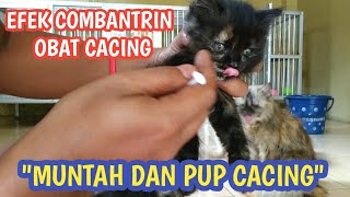 ADA CACING DI PUP KUCINGSETELAH DIKASIH OBATBCACING COMBANTRIN [upl. by Eraste]