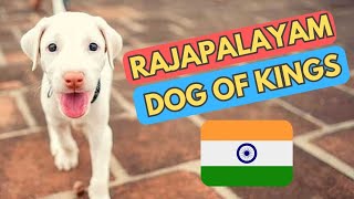 Rajapalayam  The Dog Of Kings  Rajapalayam History and Facts  Indian Dog Breeds In Hindi [upl. by Swane]