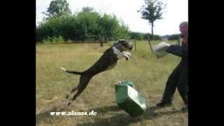 Presa Canario  Dogo Canario spanische Dogge Working Protection IPO Schutzhund Training [upl. by Ahsinan]