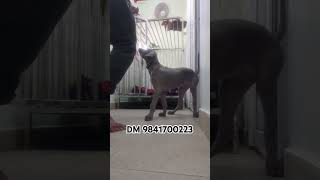 Crate training mithranswatchdog3196 weimaraner [upl. by Ardnasil]