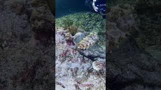 Каракатица scubadiving gopro scuba underwater travel bali scubadiving indonesia ocean [upl. by Hertz]