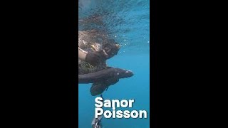 Sanor Poissons BEST Kept Secret Is Out fishing fish spearfishing [upl. by Patti]