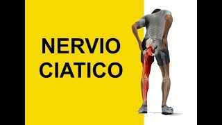 Nervio Ciatico y Dermatomas Sintomas de Entumecimiento y Hormigueo Ciatica [upl. by Stewart]