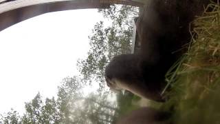 River Otters steal my GoPro [upl. by Ronnie195]