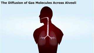 Gas Exchange in Alveoli [upl. by Ettevets]