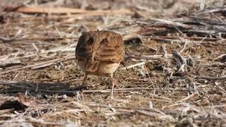 Crested Lark Cappellaccia Galerida cristata apuliae [upl. by Rodablas]