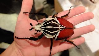 Goliathus goliatus  GOLIATH BEETLE  GOLIATHKÄFER [upl. by Imef]