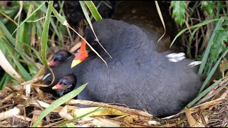 Common Moorhen family [upl. by Virgil]