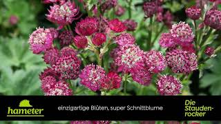 Astrantia major Moulin Rouge®  Sterndolde [upl. by Thrasher]