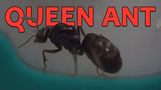 MY NEW MEAT ANT QUEEN  Iridomyrmex purpureus [upl. by Yrbua697]