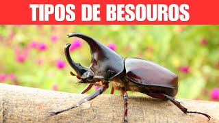 Tipos de Besouros [upl. by Angy]