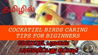 Cockatiel birds care and tips for beginners  Tamil  COCKATIEL BIRDS TVM [upl. by Jermain]