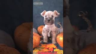 6 Miniature schnauzer puppies [upl. by Stelle]