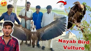 Jungle Sy Nayab Bird Vulture l Gidh l Ka Shikar😍 [upl. by Marutani529]