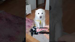 Doyumsuz köpeğime 1 Biskrem versem 1000 tane isteyecek shorts short dog [upl. by Yrrek]