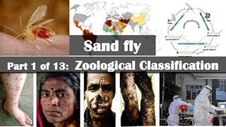 Sand fly Zoological Classification [upl. by Lloyd434]