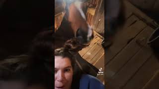 My own personal hair stylist…🐴🤣 horses barnlife horseriding horsecare equestrian equine [upl. by Egduj477]