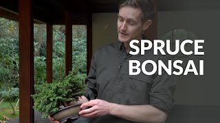 Spruce Bonsai Care Picea [upl. by Eidob]