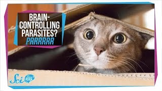 Toxoplasmosis How Parasites in Your Cat Can Infect Your Brain [upl. by Yboj]