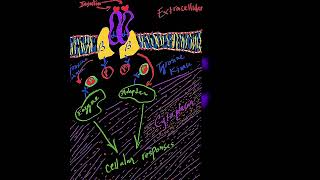 Enzymes Regulated by Insulin Through Covalent Modification Metabolism Made Easy [upl. by Rot966]